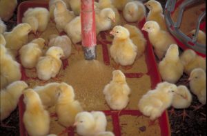 chicks in soybean meal